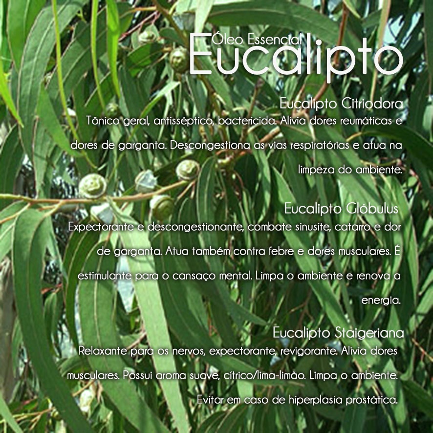 Óleo Essencial Eucalipto Glóbulus/Cosmético (10ml)