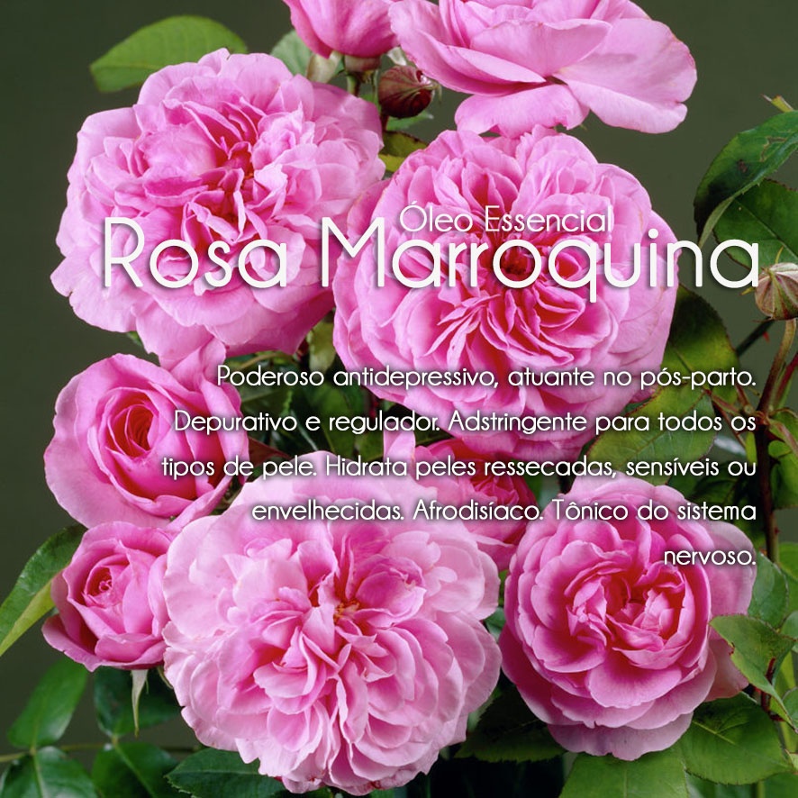 Óleo Essencial Rosa Marroquina/Cosmético (2ml)